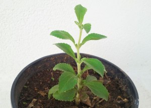 Planta de Stevia